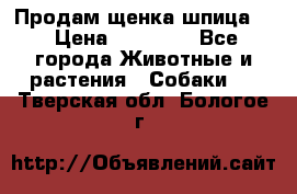 Продам щенка шпица.  › Цена ­ 15 000 - Все города Животные и растения » Собаки   . Тверская обл.,Бологое г.